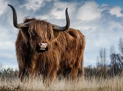 Winning of the bulls: Bitcoin is again above $ 6000